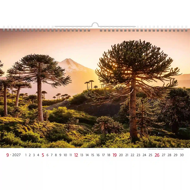 veld, bomen, pyk, kaartlandschap, zonsondergang