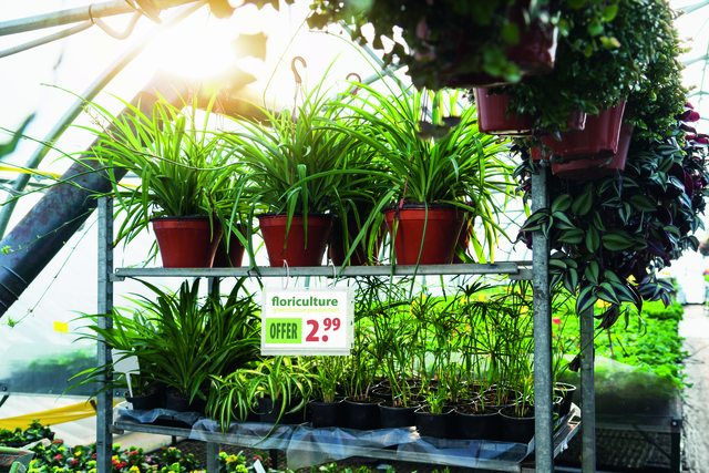 planten, pot, groen, kwekerij, verkoop