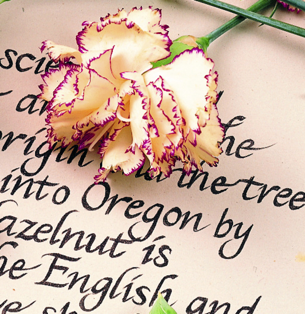 Anjer, Bloem, Plant, Tekst